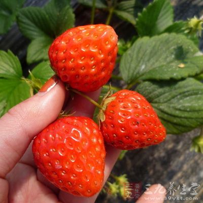 草莓属浆果，含糖量高达6%-10%，并含多种果酸、维他命及矿物质等