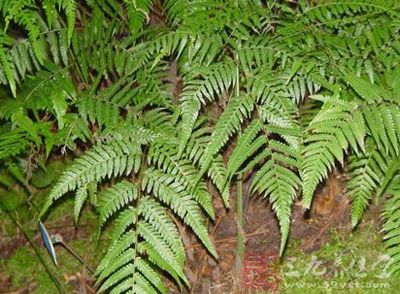 狗脊贯众的药用价值与应用