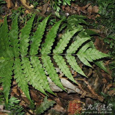 狗脊贯众的药用价值与应用