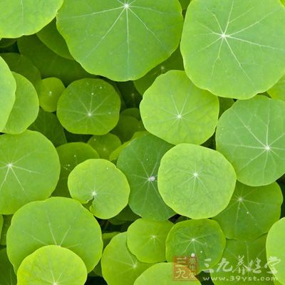 明代药学家认为荷叶能“涩精液” 明代药学家认为荷叶能“涩精液”