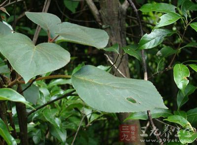 齿缘钻地风的药用价值与应用