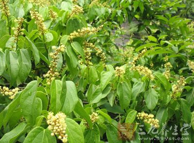 杠香藤的药用价值与应用