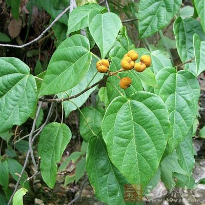 杠香藤的药用价值与应用