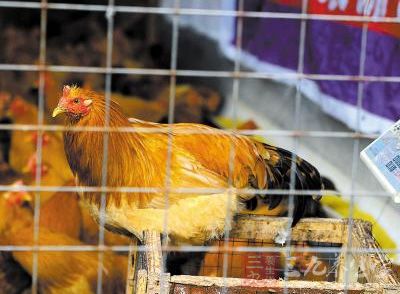佛山市活禽市场每月休市1天 从源头控制流感