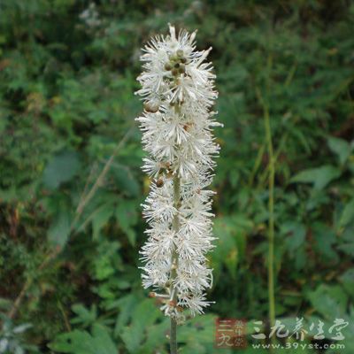 【科目来源】双子叶植物药菊科植物. 【药用部位】麻花头的根.图片