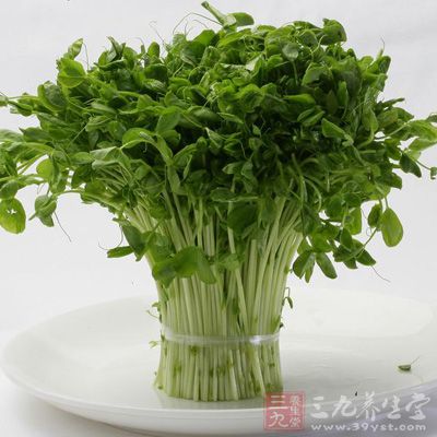 绿色的豆苗菜含有相当丰富的营养