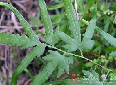 治肺炎:海金砂根,马兰根,金银花藤,抱石莲(均鲜品)各五钱