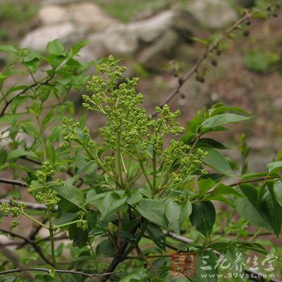 野鸦椿根的药用价值与应用