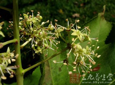 刺楸树皮的药用价值与应用