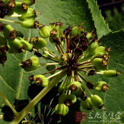 刺楸树皮的药用价值与应用