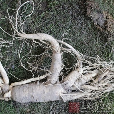 野山参能够泡制壮腰补肾酒