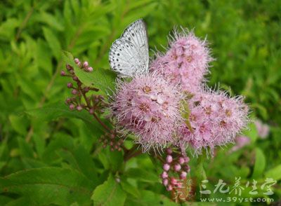 南藤的药用价值与应用