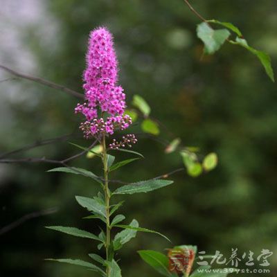 南藤的药用价值与应用-三九养生堂养生百科