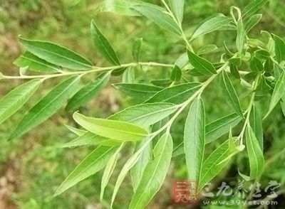 旱柳叶
