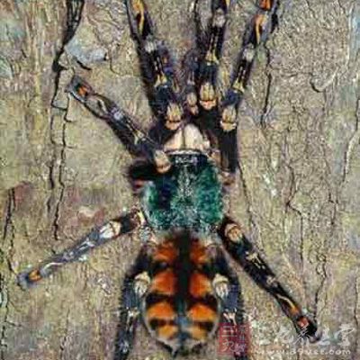 广东增城检验检疫局从国外货物中截获杀人蛛