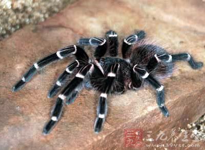 广东增城检验检疫局从国外货物中截获杀人蛛