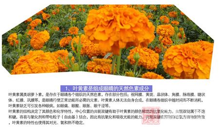 叶黄素是组成眼睛的天然色素成分 叶黄素是组成眼睛的天然色素成分