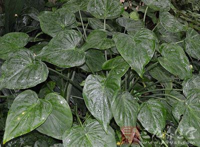 尖尾风根的药用价值与应用