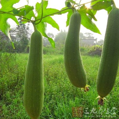 所谓&ldquo;天生万物以养民&rdquo;。大暑期间，市民应该多吃丝瓜