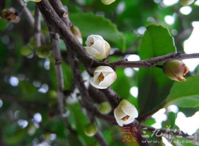 柃木的药用价值与应用