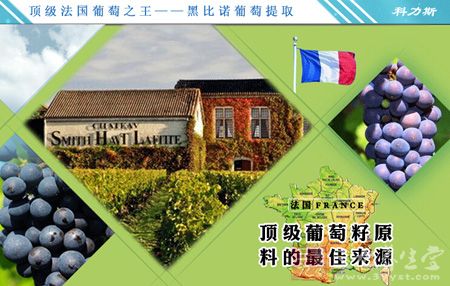顶级法国葡萄之王——黑比诺葡萄提取