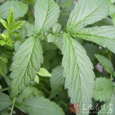 为植物龙牙草(仙鹤草)agrimonia pilosa ledeb.的地下冬芽.