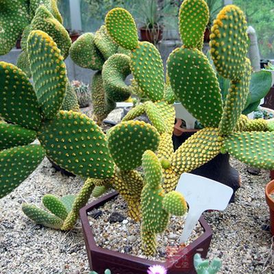 取一片新鲜肥大的仙人掌，用水洗净，剪去表面的针刺，再对剖成同样厚的两片