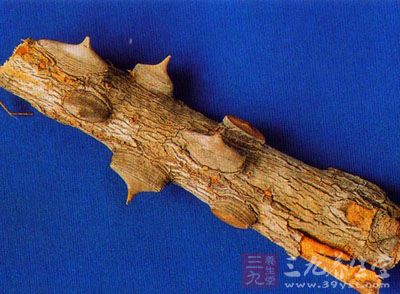 川桐皮的药用价值营养