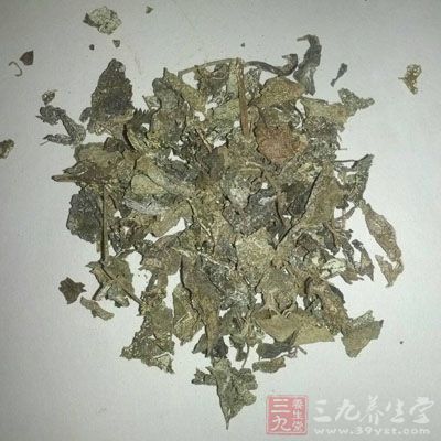 苦茶叶的药用价值与应用_清热药_中药图典
