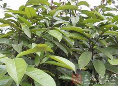 苦茶叶的药用价值与应用_清热药_中药图典