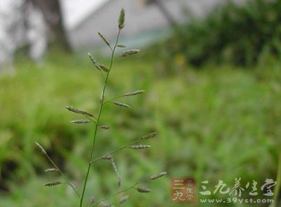 小画眉草的药用价值与应用