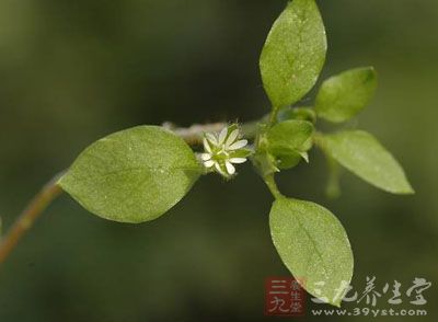 鸡肚肠草的药用价值与应用