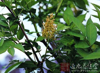 顶生疏松伞房花序,花淡黄色 【别名】海金子(《浙江天目山药植志》)