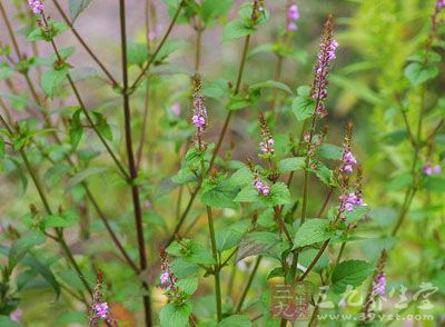 《纲目拾遗》),小鱼仙草(《植物名实图考》),香茹草,野荆芥,痱子草