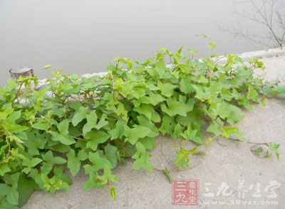 狗狗秧的药用价值与应用_清热药_中药图典