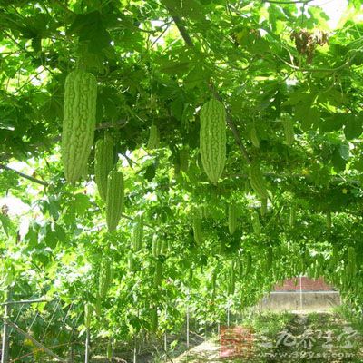 苦瓜藤的药用价值与应用-三九养生堂养生百科