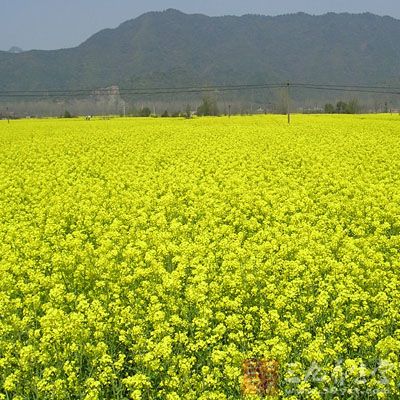 补钙食谱：海米炒油菜