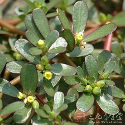 多吃山野菜 多吃山野菜