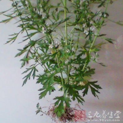 益母草30克，加水3碗，煎至1碗