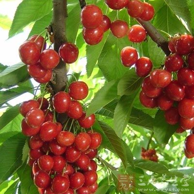 尽管樱桃好处多多,但樱桃是有毒的 尽管樱桃好处多多,但樱桃是有毒的