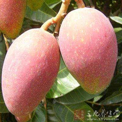 鲜芒果日光性皮炎首次发病要经过一定的致敏期 鲜芒果日光性皮炎首次发病要经过一定的致敏期