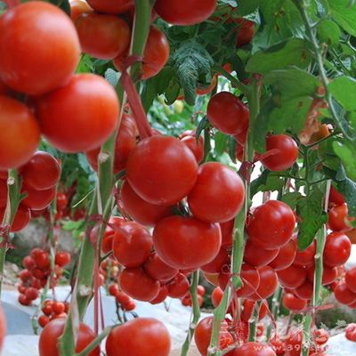 空腹吃番茄易引起胃肠胀满 空腹吃番茄易引起胃肠胀满