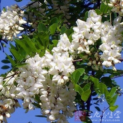 有灰菜、紫云英、萝卜叶、芥菜、榆树叶、槐花 有灰菜、紫云英、萝卜叶、芥菜、榆树叶、槐花