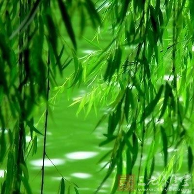 做法:将新鲜的绿叶却成细碎之后加上适量的苹果醋 做法:将新鲜的绿叶却成细碎之后加上适量的苹果醋