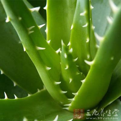 做法:将芦荟洗干净之后切成小片 做法:将芦荟洗干净之后切成小片