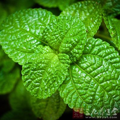 取干薄荷叶15克,绿茶3克,冲入沸水1500毫升 取干薄荷叶15克,绿茶3克,冲入沸水1500毫升