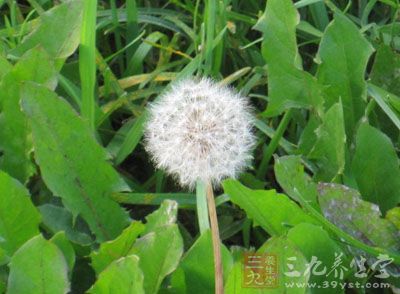 春季的蒲公英可以用面粉糊裹着，以植物油炸着吃