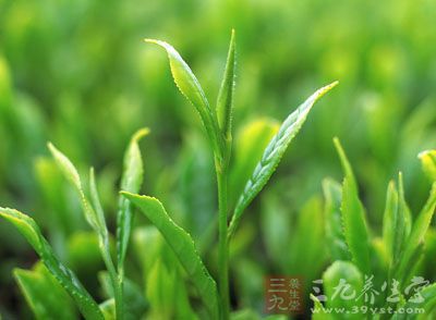 顶级的“白毫银针”价格不断翻高