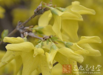 连翘早春先叶开花，花开香气淡艳，满枝金黄，艳丽可爱