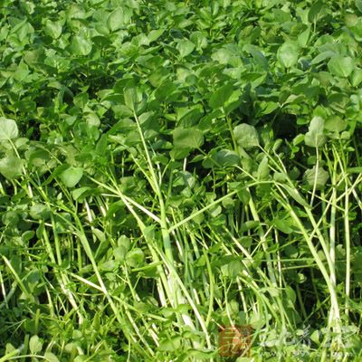 如果天然植物在种植、收获、储存及制作过程中没有严格的质量控制,就更难保证它的食用安全性 如果天然植物在种植、收获、储存及制作过程中没有严格的质量控制,就更难保证它的食用安全性